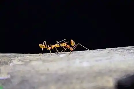 booi казино 52e224